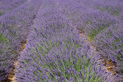 Lavandula intermedia 'Abrialii'
